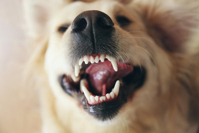 5 formas diferentes de limpiar los dientes de tu perro