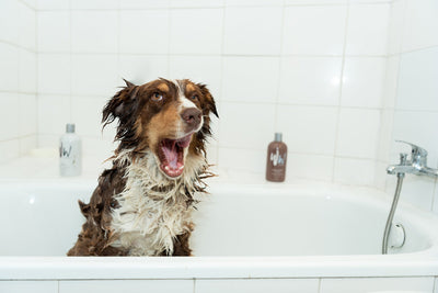 ¿Cómo bañar correctamente a mi perro?