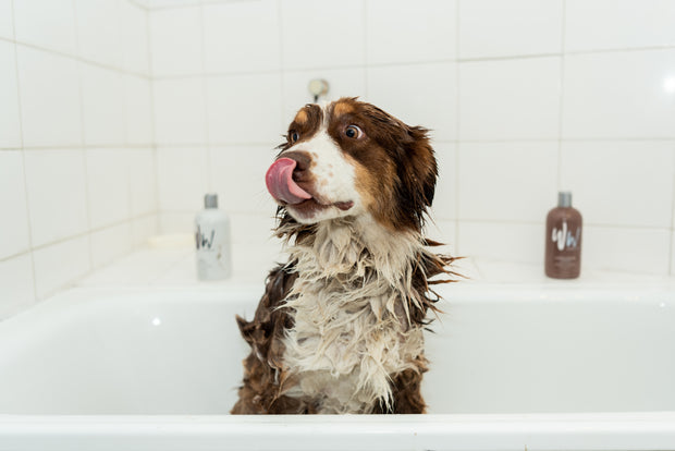 Shampoo 4 en 1 para perros. Hecho en USA